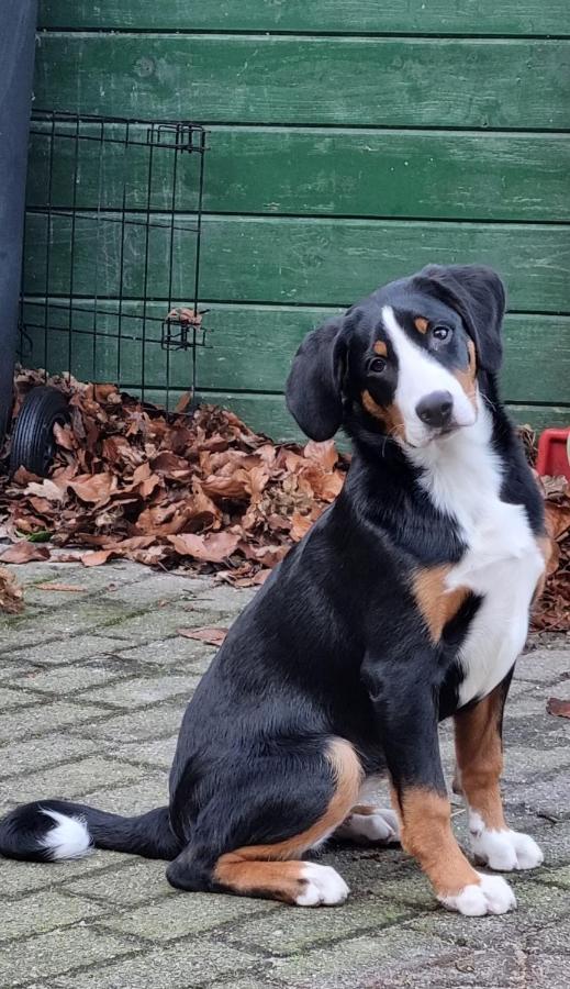 Het Voorhuis Boerderij Hoeve Vrede Best Weesp Zewnętrze zdjęcie